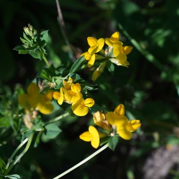 Blüte im Wildacker