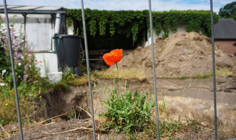 Baustellen_Mohn