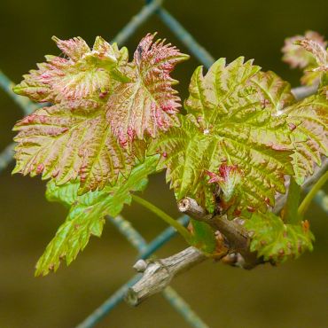 Austrieb am Wein