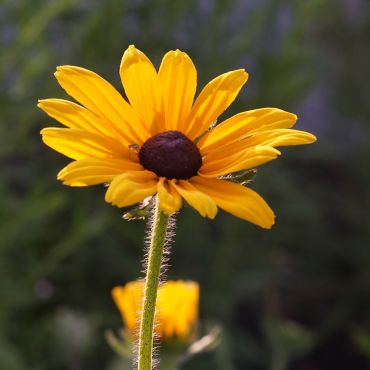 Ringelblume