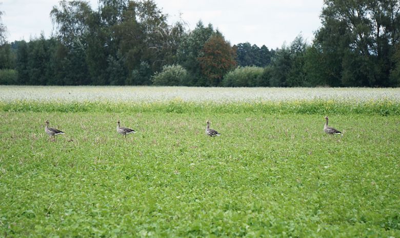 Gänse am Steinhorster Becken