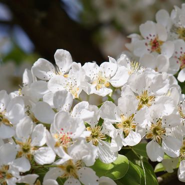 Birnenblüte